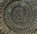 Dactylioceras Ammonite Fossil - England #100451-1